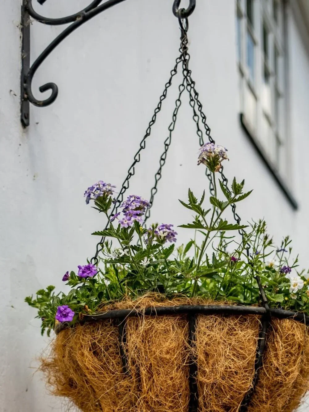 6pcs 16 Inch Hanging Basket Chains 3 Point, Black Chain with Hooks for Hanging P